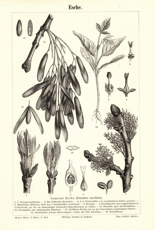 Esche. Buchillustration (Stich) von 1895