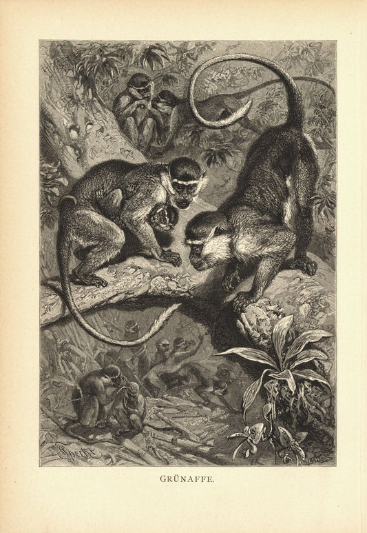 Grünaffe . Buchillustration (Holzschnitt) von 1890