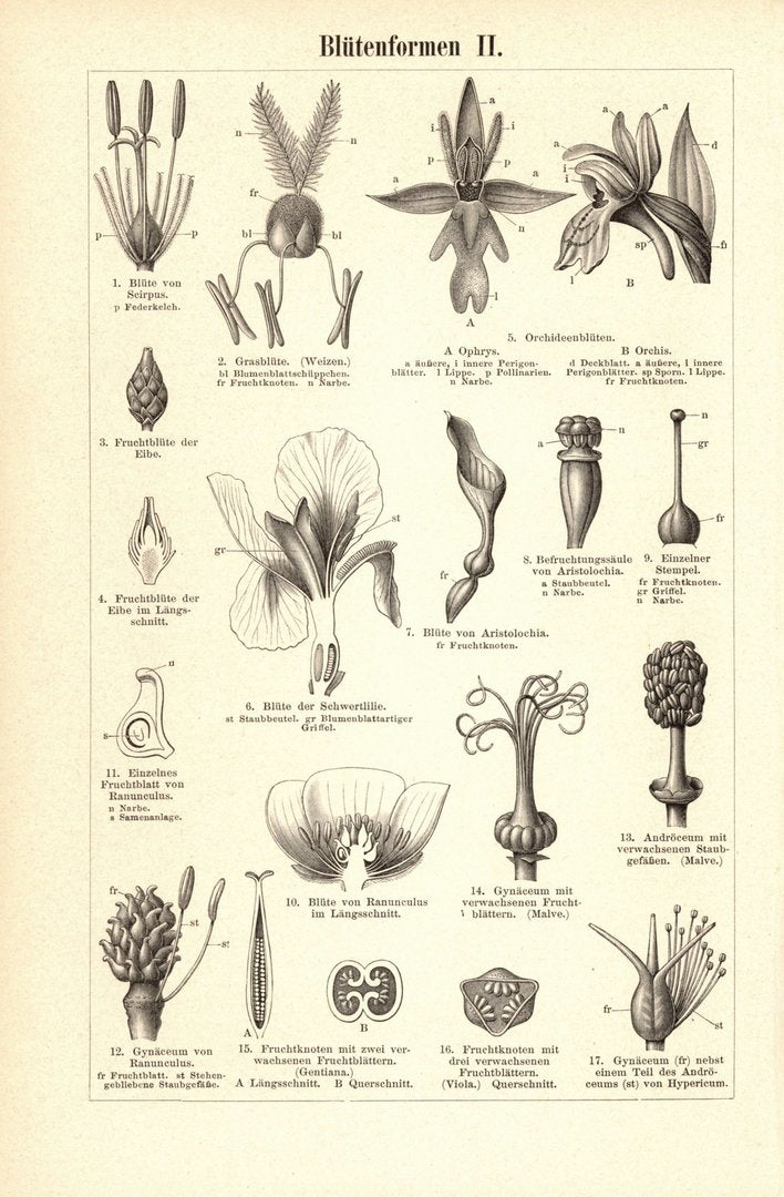 Blütenformen. Buchillustration von 1893