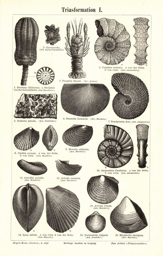 Triasformation. Buchillustration (Stich) von 1897