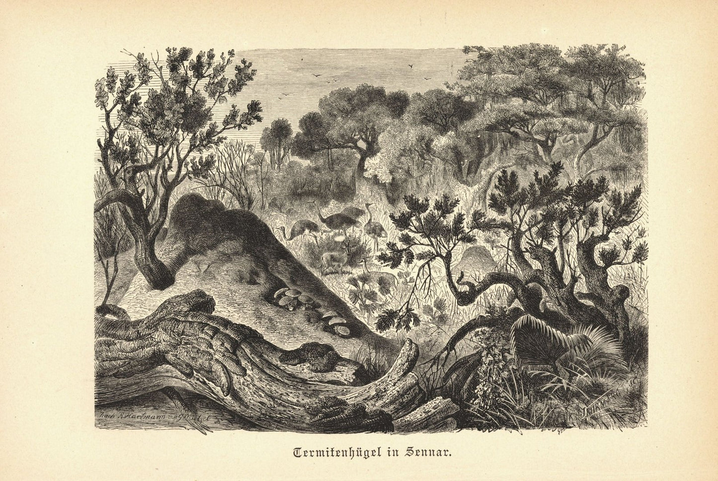 Termitenhügel in Sannar. Buchillustration (Holzschnitt) von 1890