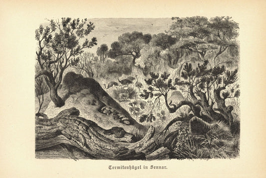 Termitenhügel in Sannar. Buchillustration (Holzschnitt) von 1890