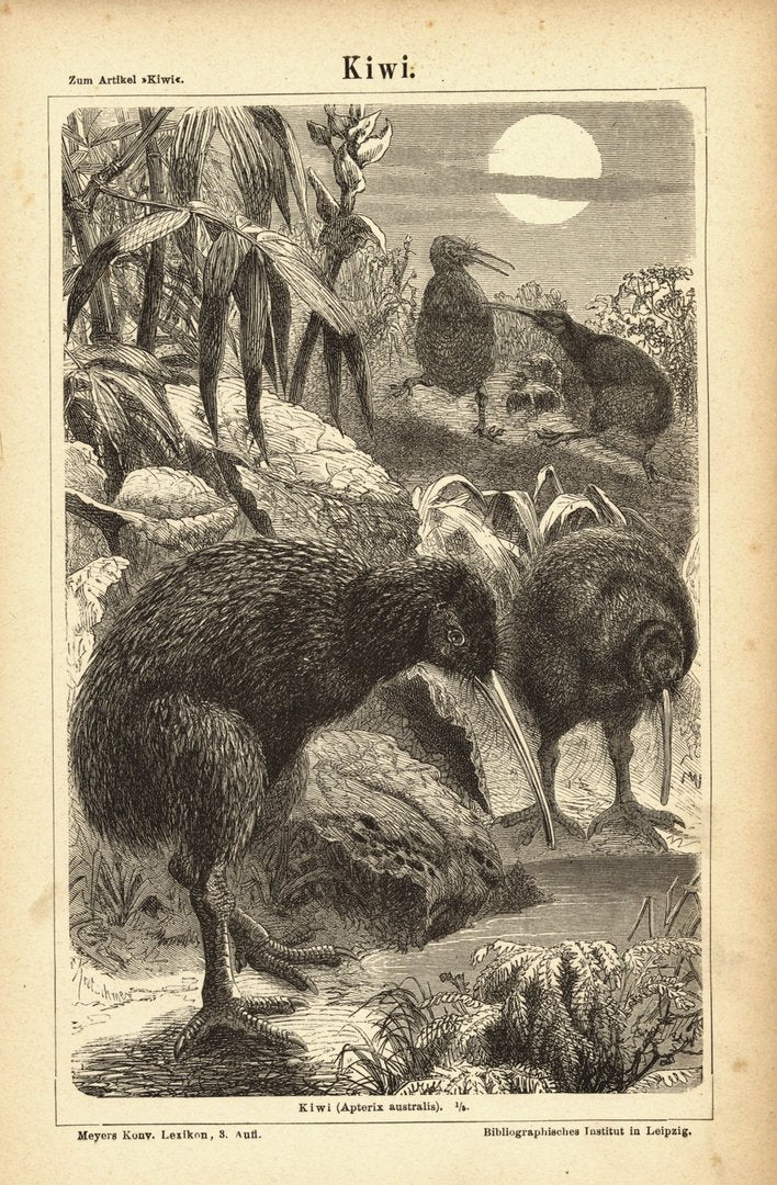 Kiwi. Buchillustration (Stich) von 1877