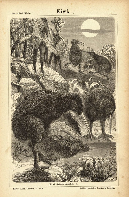 Kiwi. Buchillustration (Stich) von 1877