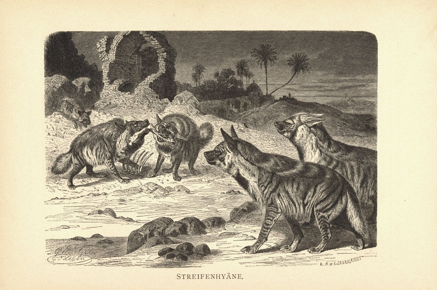 Streifenhyäne. Buchillustration (Holzschnitt) von 1890