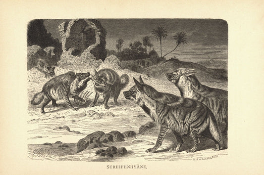 Streifenhyäne. Buchillustration (Holzschnitt) von 1890