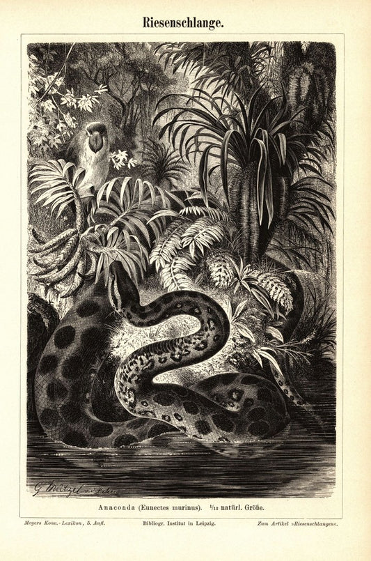 Riesenschlange, Anaconda. Buchillustration (Stich) von 1897