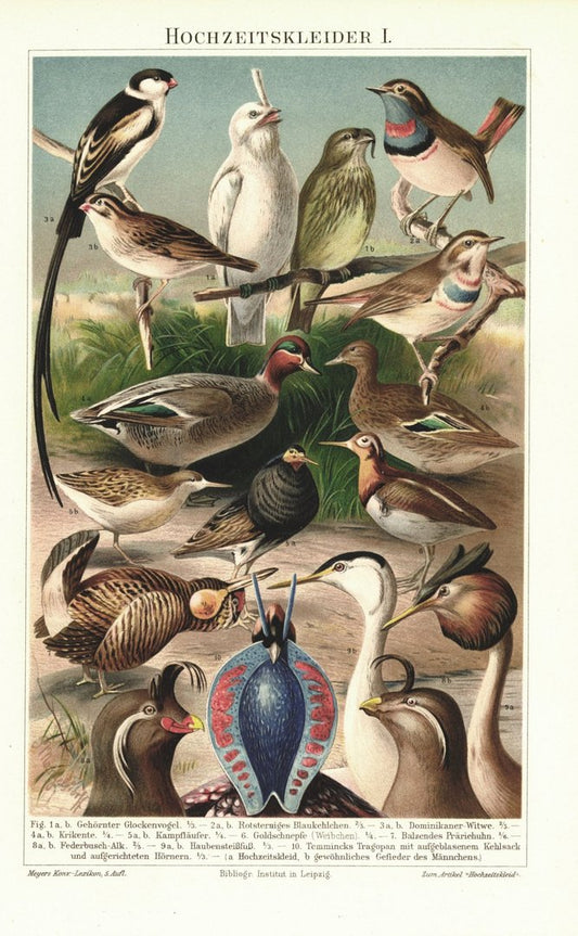 Hochzeitskleider der Vögel I. Lithografie von 1896