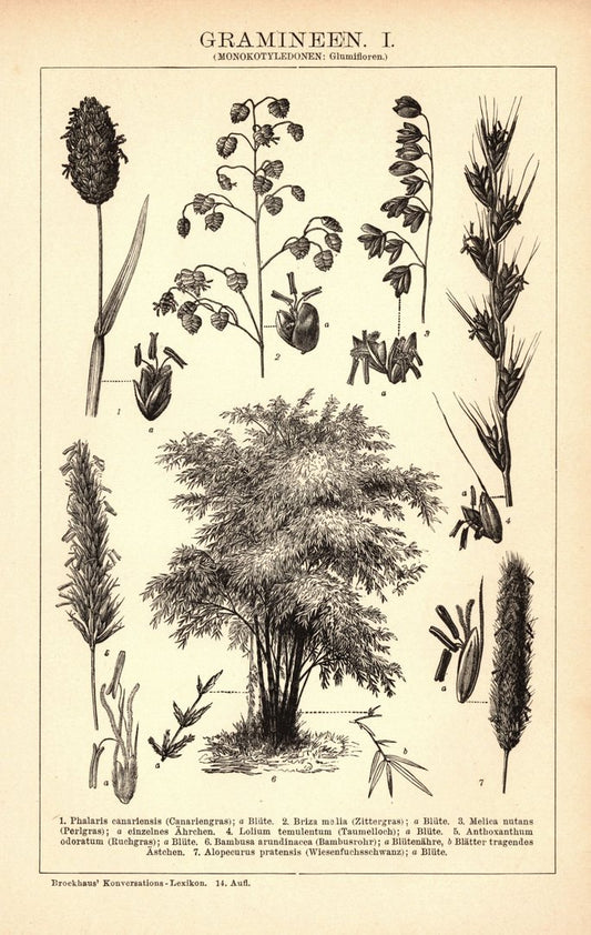 Gramineen I-II. Buchillustration (Stich) von 1897