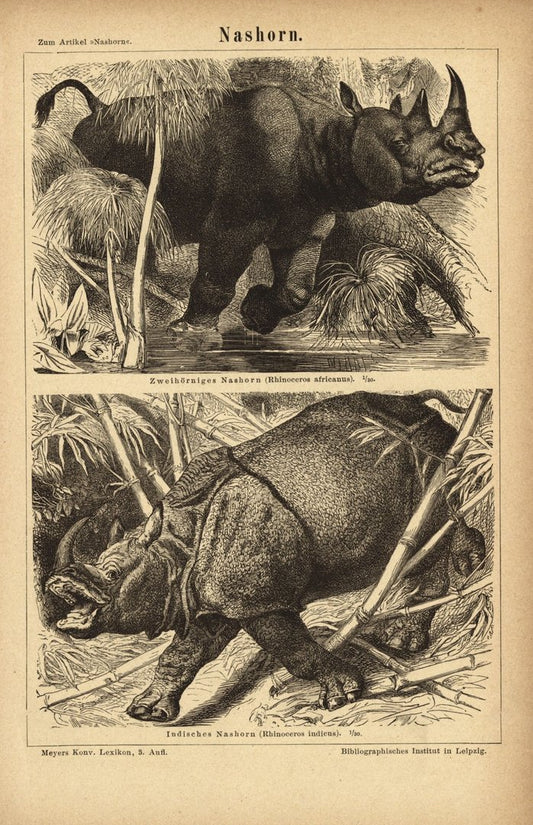 Nashorn. Buchillustration (Stich) von 1877
