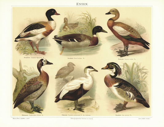 Enten. Lithografie von 1894