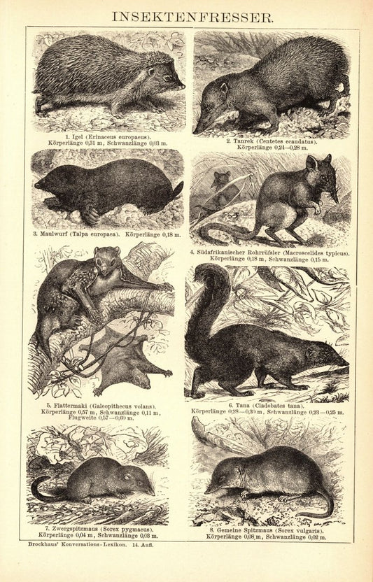 Insektenfresser, Igel, Maulwurf u.a.  Buchillustration (Stich) von 1897