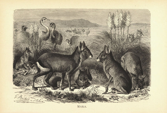 Mara, Großer Pampashase. Buchillustration von 1890