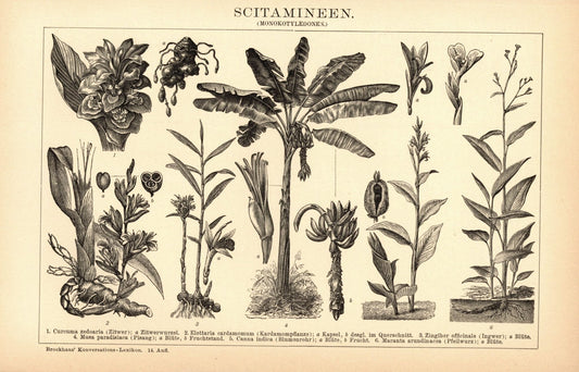 Scitamineen. Buchillustration (Stich) von 1897