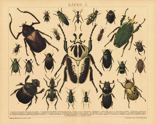 Käer I. Lithografie von 1920