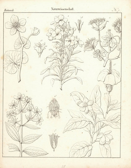 Botanik, Naturwissenschaft Nr. 7. Lithografiertes Blatt von 1830.