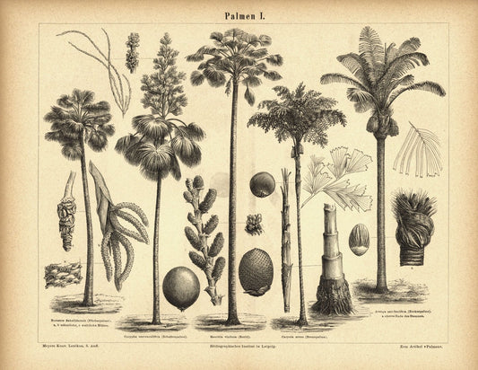 Palmen I. Buchillustration (Stich) von 1877
