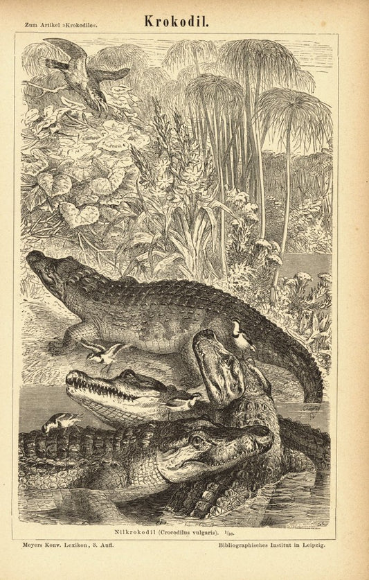 Krokodile. Buchillustration (Stich) von 1877