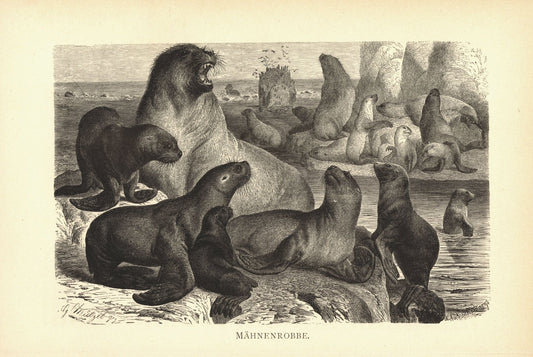 Mähnenrobbe. Buchillustration (Holzschnitt) von 1890