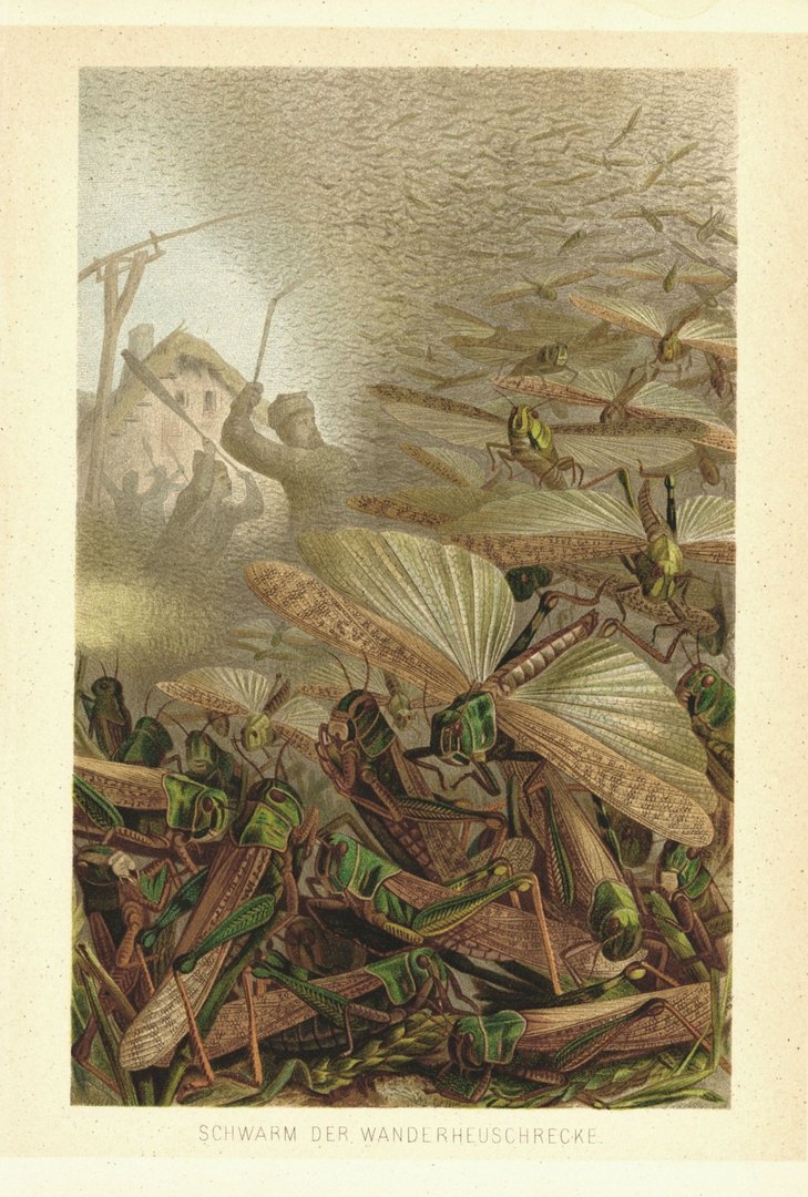 Schwarm der Wanderheuschrecke. Lithografie von 1890