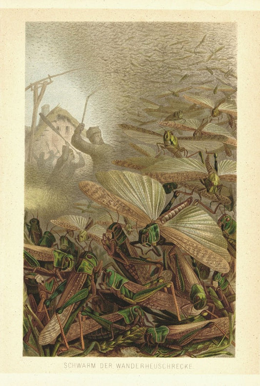 Schwarm der Wanderheuschrecke. Lithografie von 1890