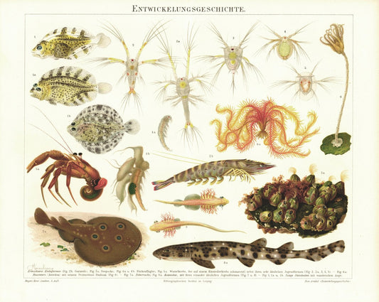 Entwicklungsgeschichte, Meerestiere. Lithografie von 1894
