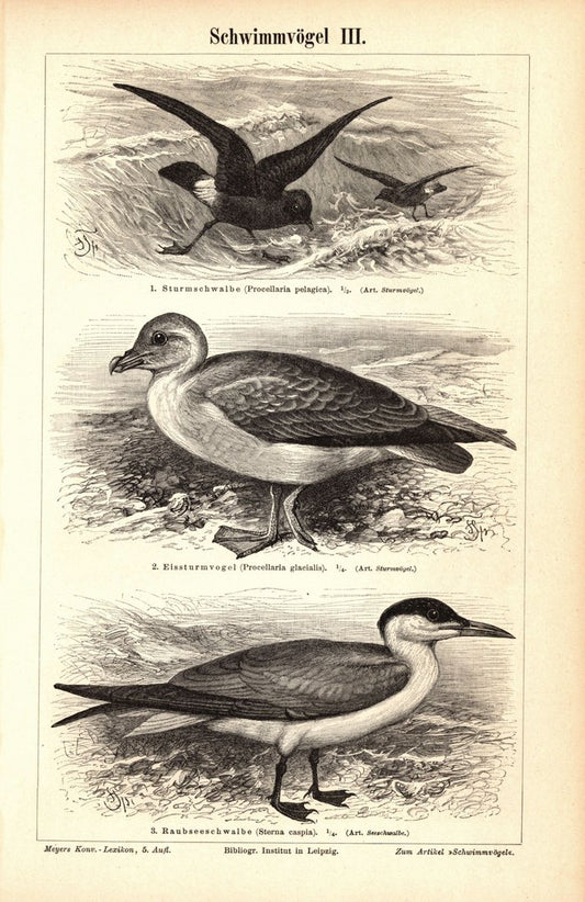 Schwimmvögel III-IV. Buchillustration (Stich) von 1897