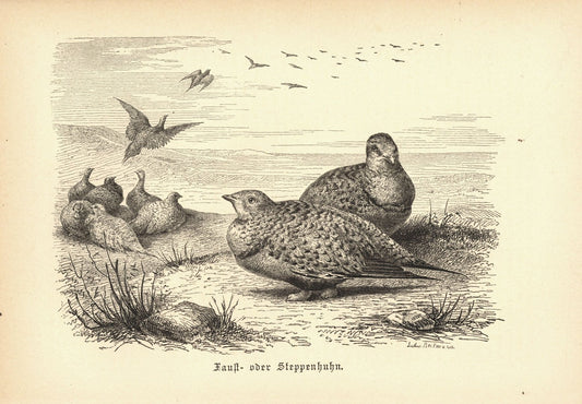 Steppenhuhn, Vogel. Buchillustration (Holzschnitt) von 1890