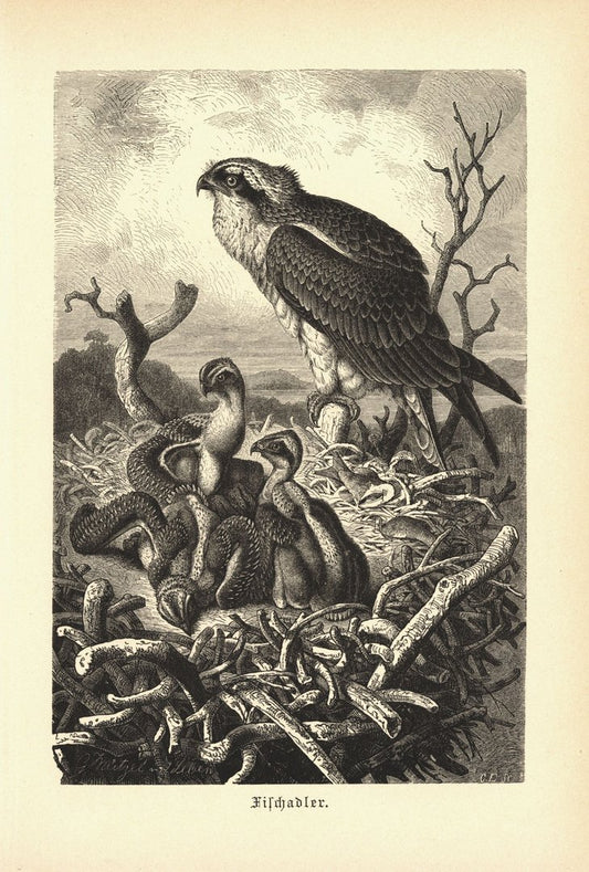Fischadler, Vogel. Buchillustration (Holzschnitt) von 1890