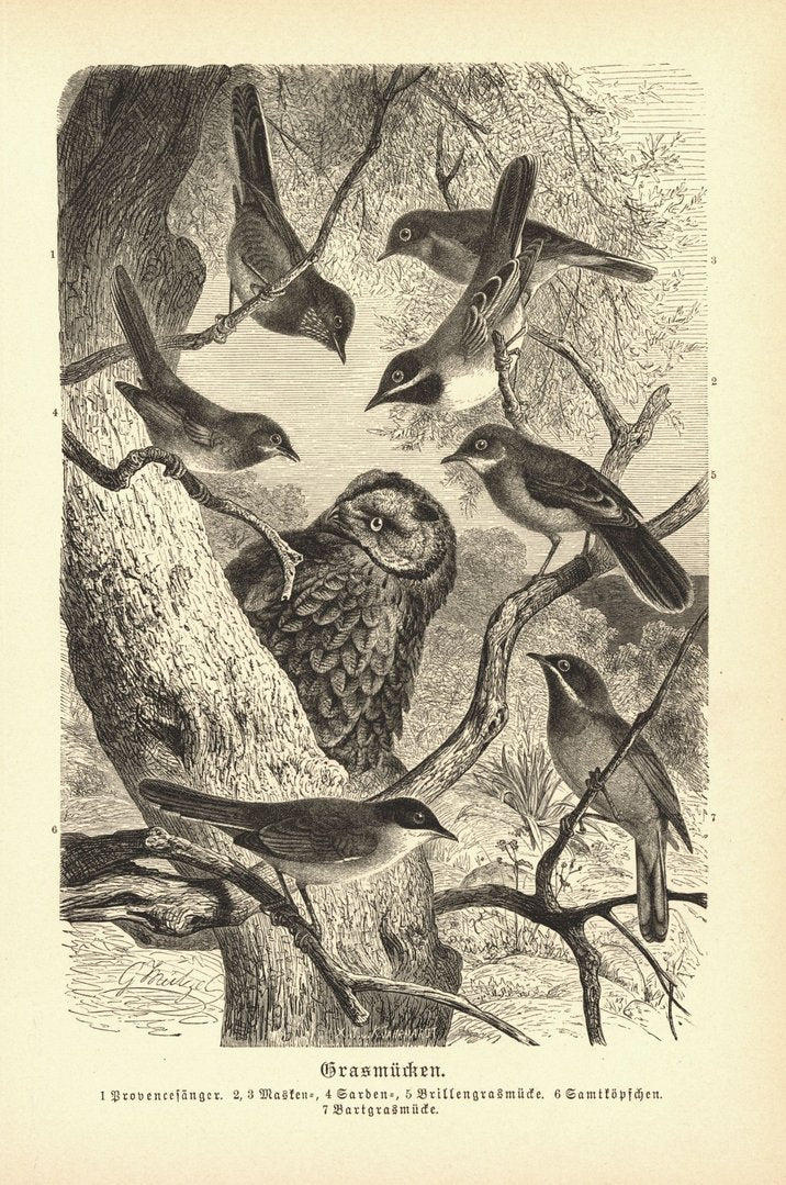 Grasmücken, Eule, Vögel. Buchillustration (Holzschnitt) von 1890