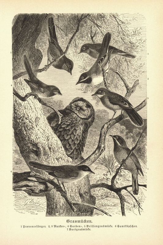 Grasmücken, Eule, Vögel. Buchillustration (Holzschnitt) von 1890