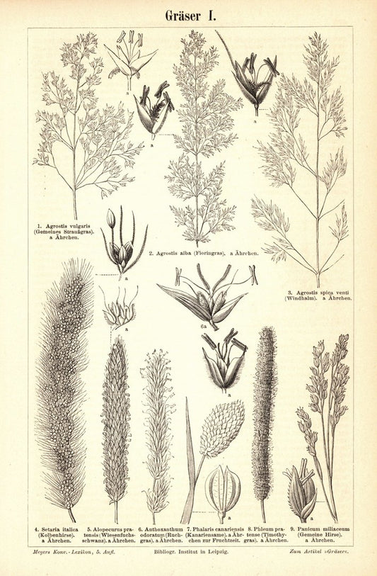 Gräser I-II. Buchillustration von 1895