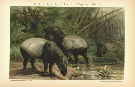 Schabrackentapir. Lithographie von 1894