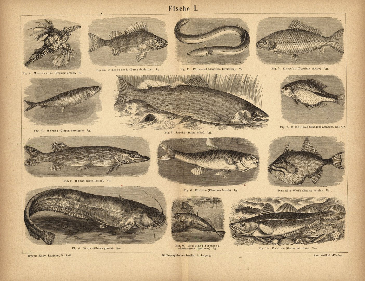 Fische I. Buchillustration (Stich) von 1875
