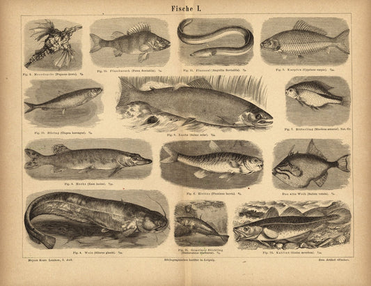 Fische I. Buchillustration (Stich) von 1875