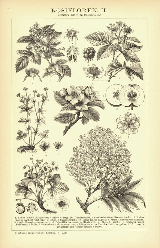 Rosifloren. Buchillustration (Stich) von 1894