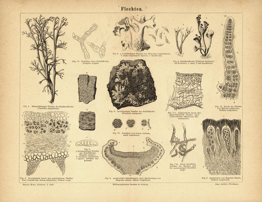 Flechten. Buchillustration (Stich) von 1875