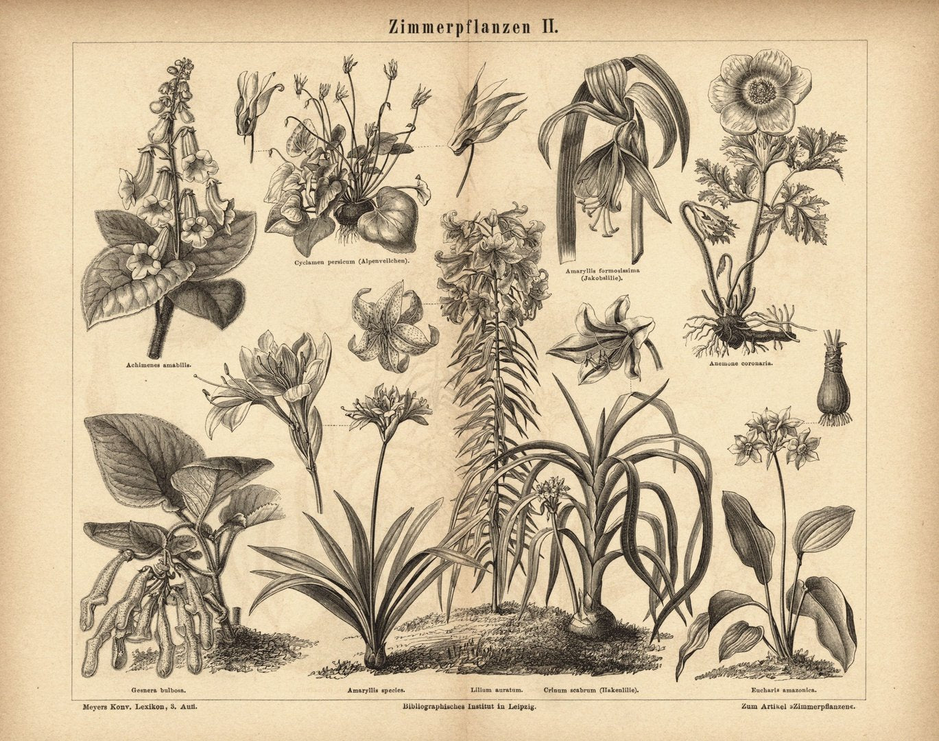 Zimmerpflanzen II. Buchillustration (Stich) von 1878