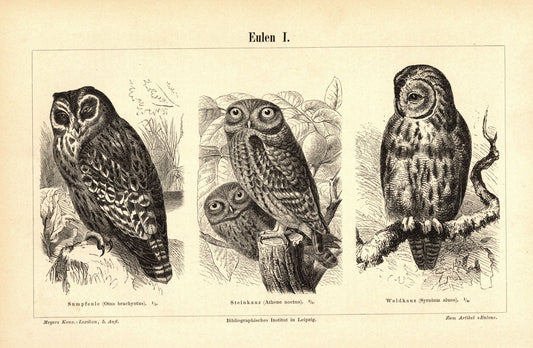 Eulen. Buchillustration (Stich) von 1895