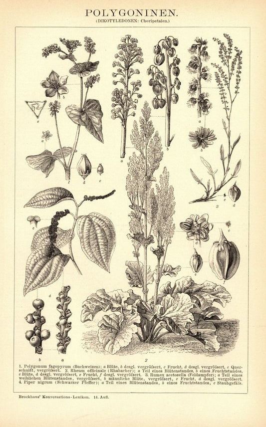 Polygoninen. Buchillustration (Stich) von 1897