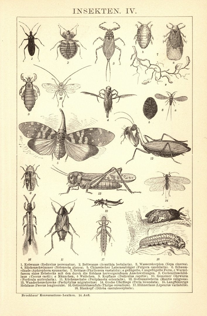 Insekten IV. Buchillustration (Stich) von 1897