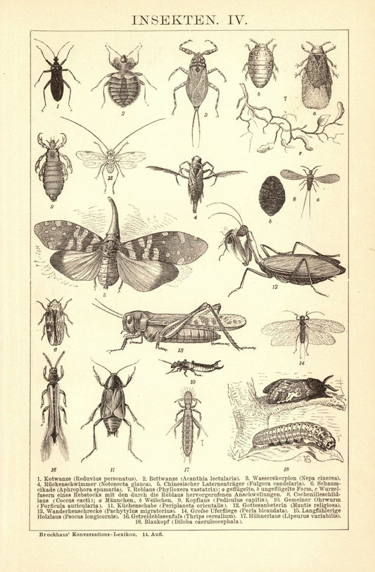 Insekten IV. Buchillustration (Stich) von 1897