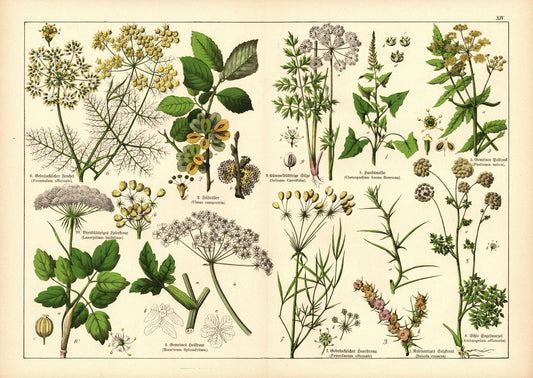 Pflanzen, Petandria Digynia, z.B. Fenchel. Farblithografie von 1887. Tafel 14
