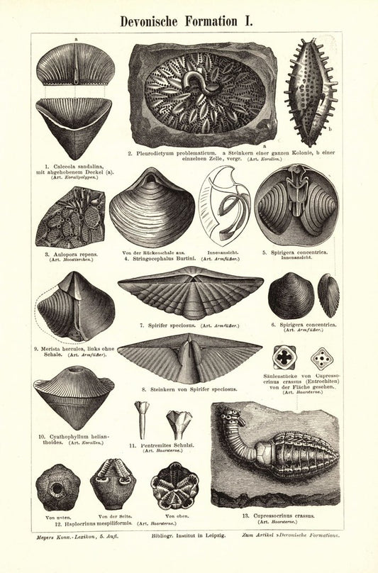 Devonische Formation. Buchillustration (Stich) von 1895
