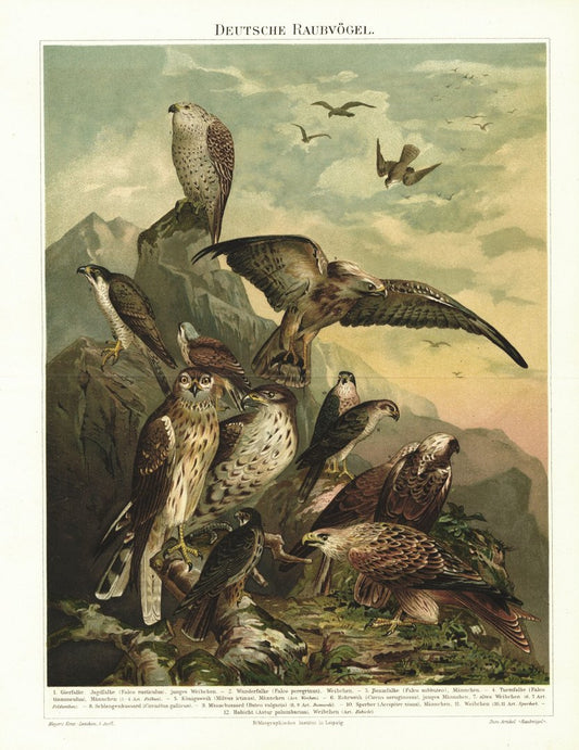 Deutsche Raubvögel. Lithografie von 1896