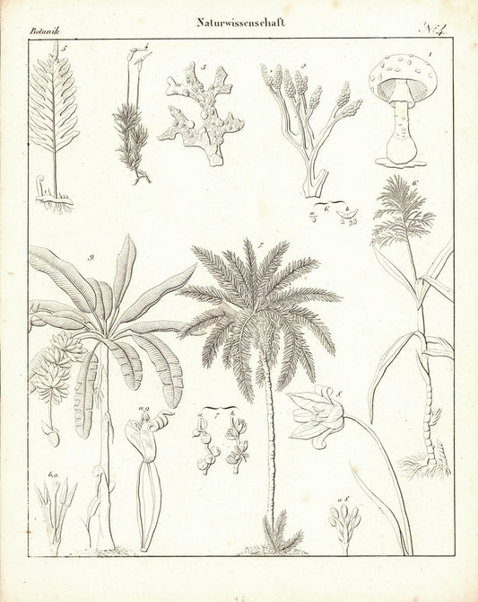 Botanik, Naturwissenschaft Nr. 4. Lithografiertes Blatt von 1830.