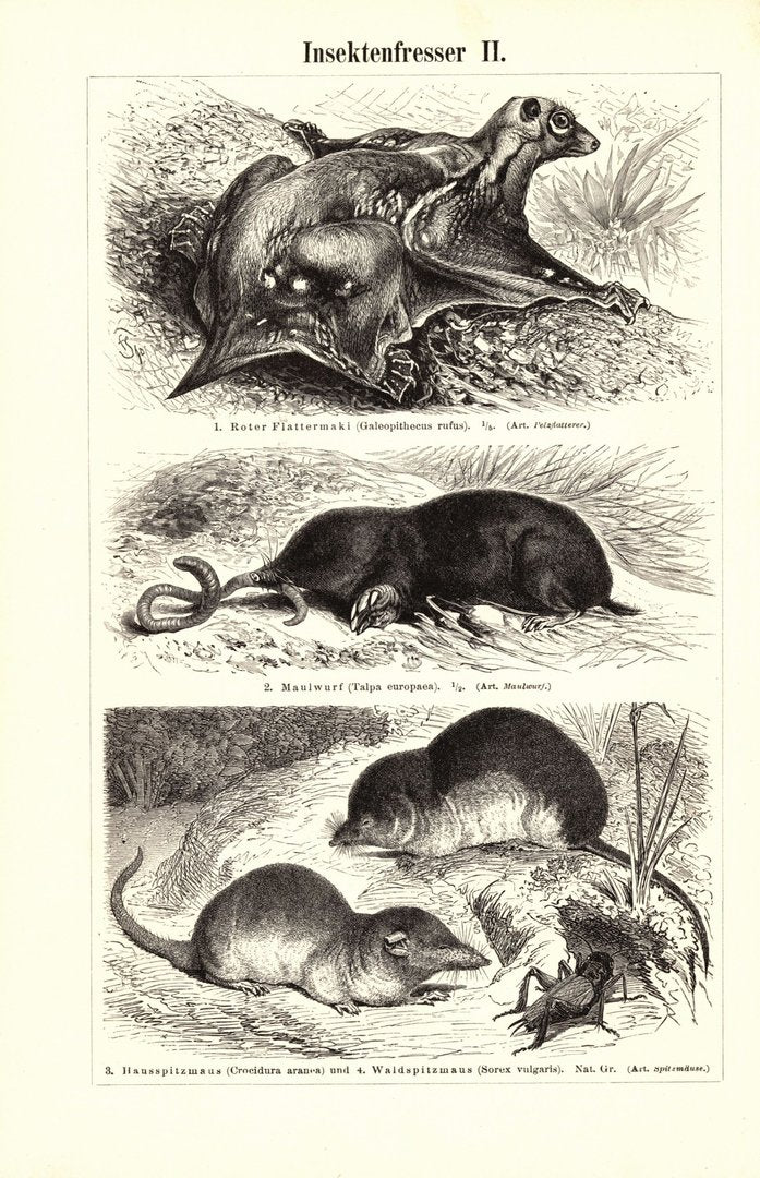 Insektenfresser, Igel u.a. Buchillustration (Stich) von 1896