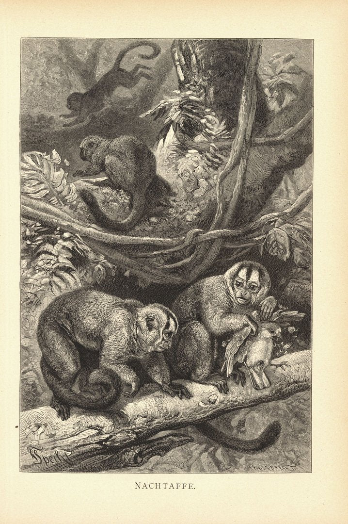 Nachtaffe. Buchillustration (Holzschnitt) von 1890