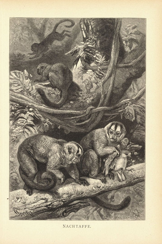 Nachtaffe. Buchillustration (Holzschnitt) von 1890