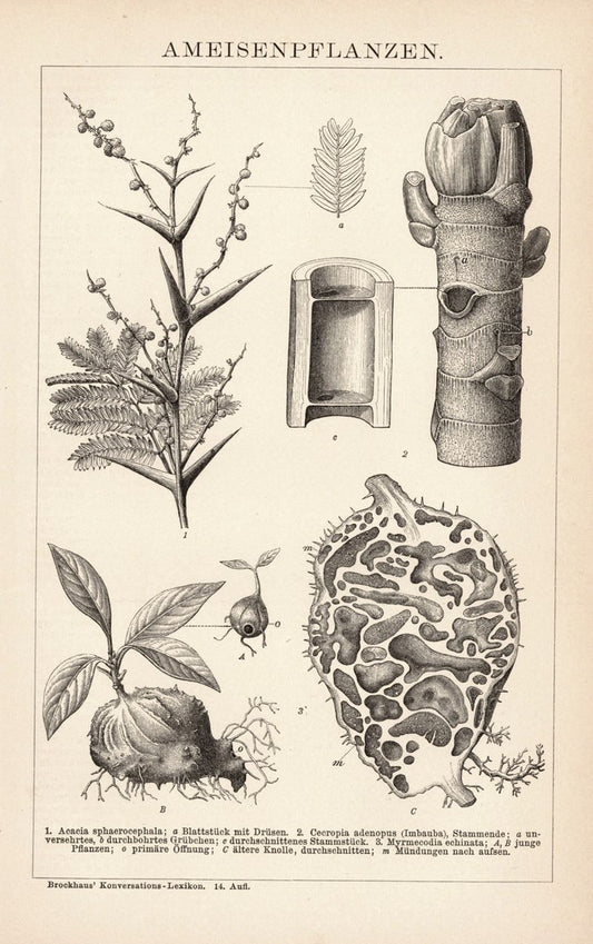 Ameisenpflanzen. Buchillustration (Stich) von 1897